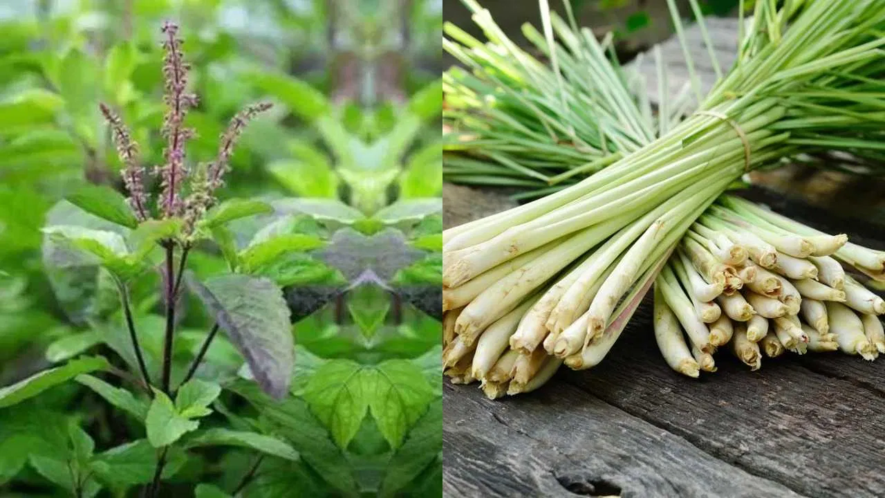 Ayurvedic plants: औषधीय गुणों से भरपूर हैं ये 5 पौधे, इन के बारे में जानिये