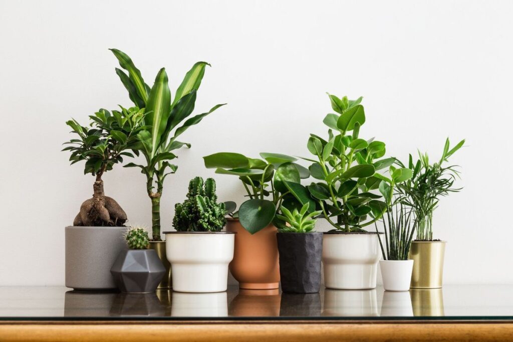 Vastu for plants: यह पौधे वास्तु के हिसाब से घर में नहीं लगाना चाहिए