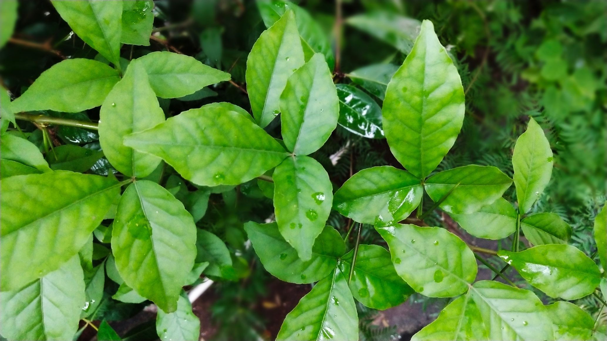 Bel Patra (बेलपत्र) का सेवन रोज सुबह खाली पेट करें ,सुगर कंट्रोल करना है तो ,और मिलेंगे यह 5 फायदे,