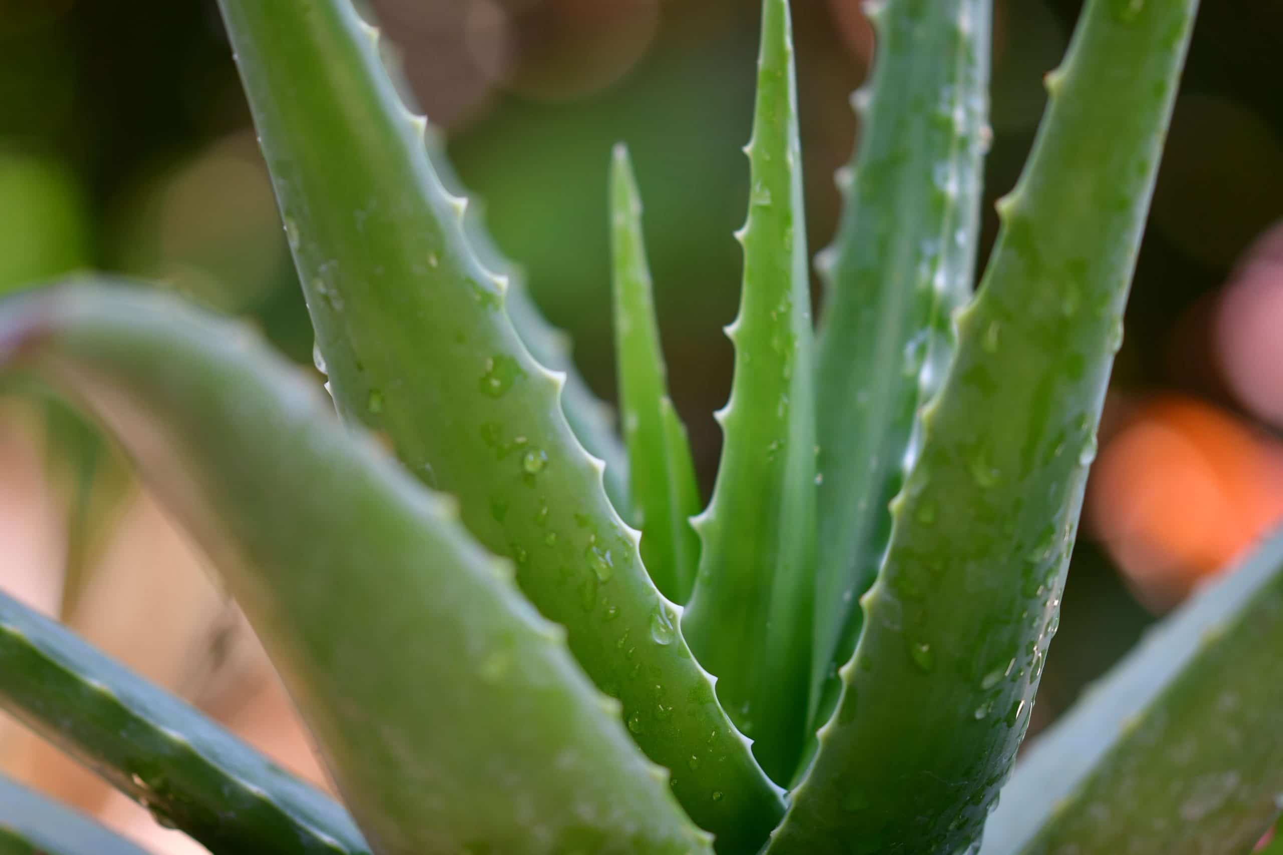 Aloe vera plant Benefits