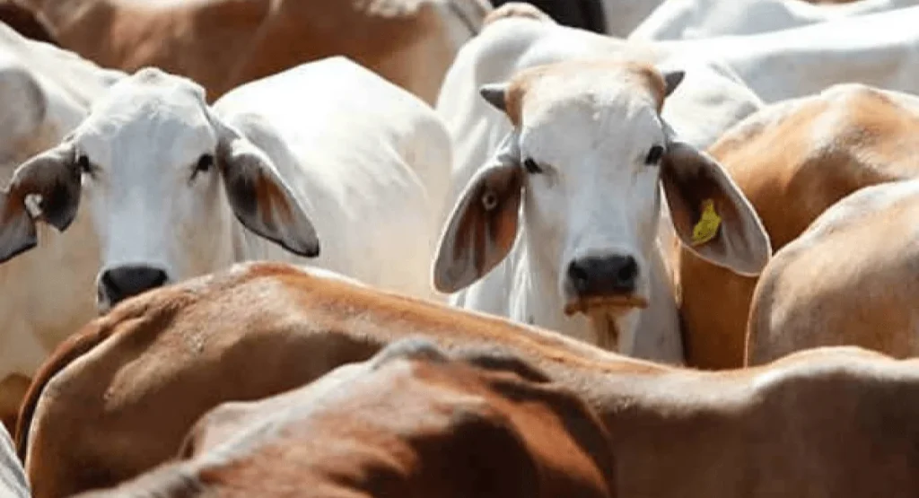 Benefits of feeding bread to Cow: गाय को पहले रोटी और कुत्ते को आखिर क्यों खिलाएं? क्या नियम हैं जो रोटी खिलाते हैं? एक्सपर्ट से इसके फायदे जानें