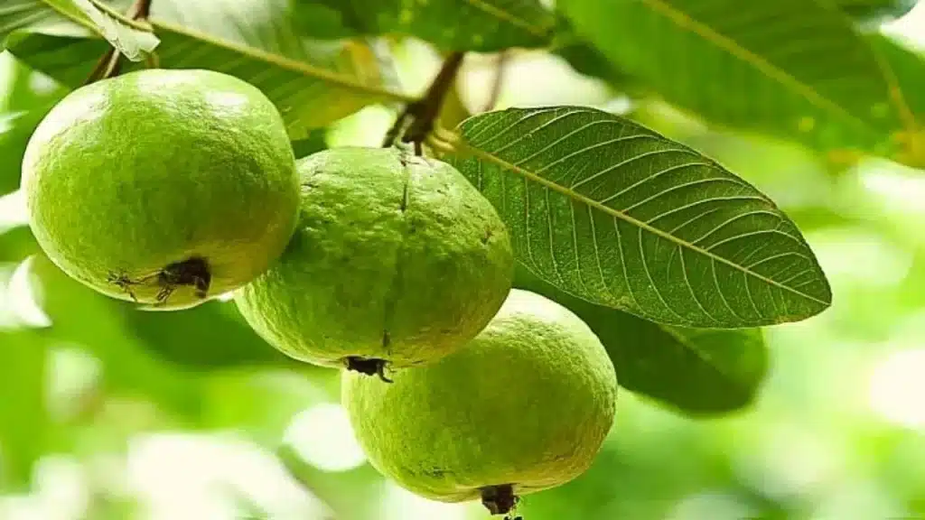 अमरूद खाने के फायदे: क्या ठंड में अमरूद खाना चाहिए या नहीं? डॉक्टर ने खुद बताया कि एक गलती सेहत को खराब कर सकती है अमरूद खाने के फायदे: क्या ठंड में अमरूद खाना चाहिए या नहीं? डॉक्टर ने खुद बताया कि एक गलती सेहत को खराब कर सकती है