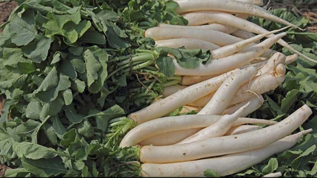 Radish Leaves Benefits: क्या आप मूली के पत्तों को कूड़े में फेंक देते हैं? जानें इनके लाभ