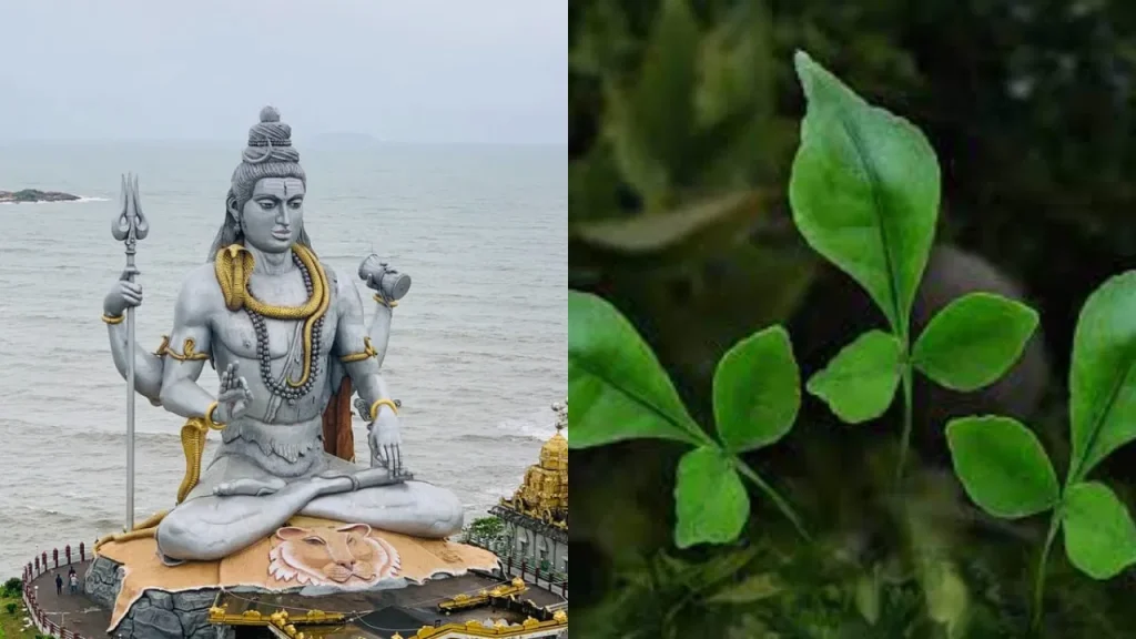 Mahashivratri 2025: महाशिवरात्रि पर भोलेनाथ को बेलपत्र चढ़ाने का सही तरीका जानें, इन बातों का ध्यान रखें Mahashivratri 2025: महाशिवरात्रि पर भोलेनाथ को बेलपत्र चढ़ाने का सही तरीका जानें, इन बातों का ध्यान रखें