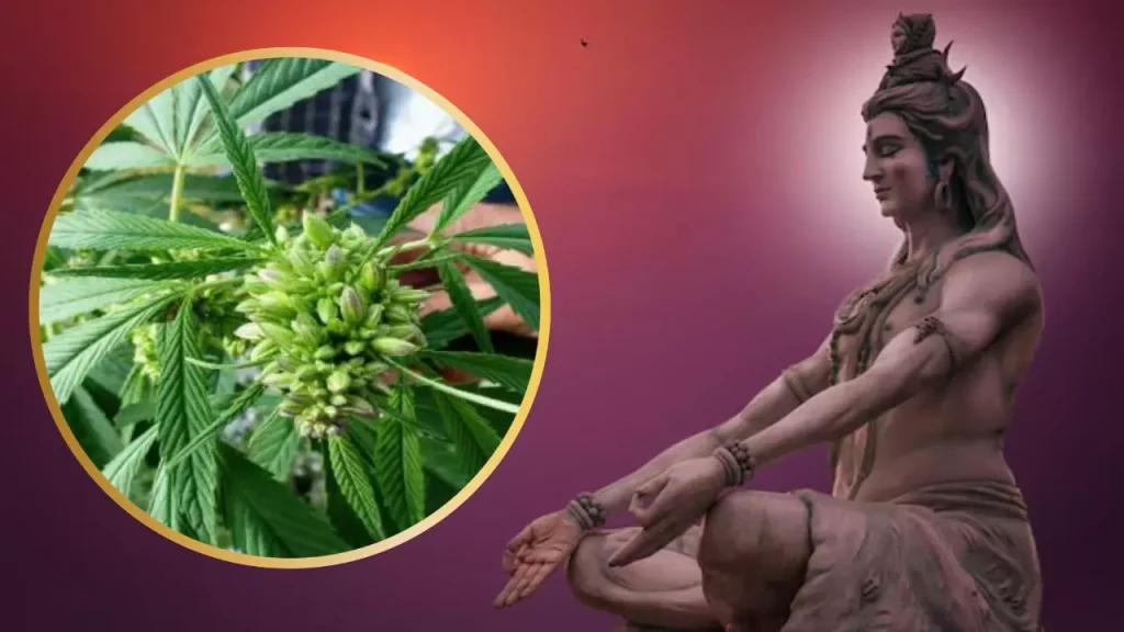 Mahashivratri 2025: क्या शिव को भांग चढ़ाना ठीक है? भांग-गांजा का सेवन करने वाले नहीं हो सकते शिवभक्त। जानिए