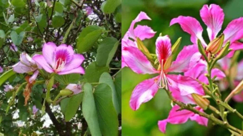 Benefits of Kachnar: ये पौधा बीमारियों को दूर करता है, जानें इसके लाभ। Benefits of Kachnar: ये पौधा बीमारियों को दूर करता है, जानें इसके लाभ।