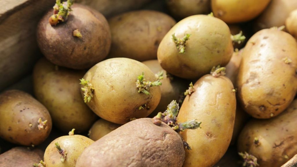 Health Risks Of Sprouted Potatoes: क्या अंकुरित आलू वास्तव में होता है जहर? ये हैं इसे खाने के नुकसान