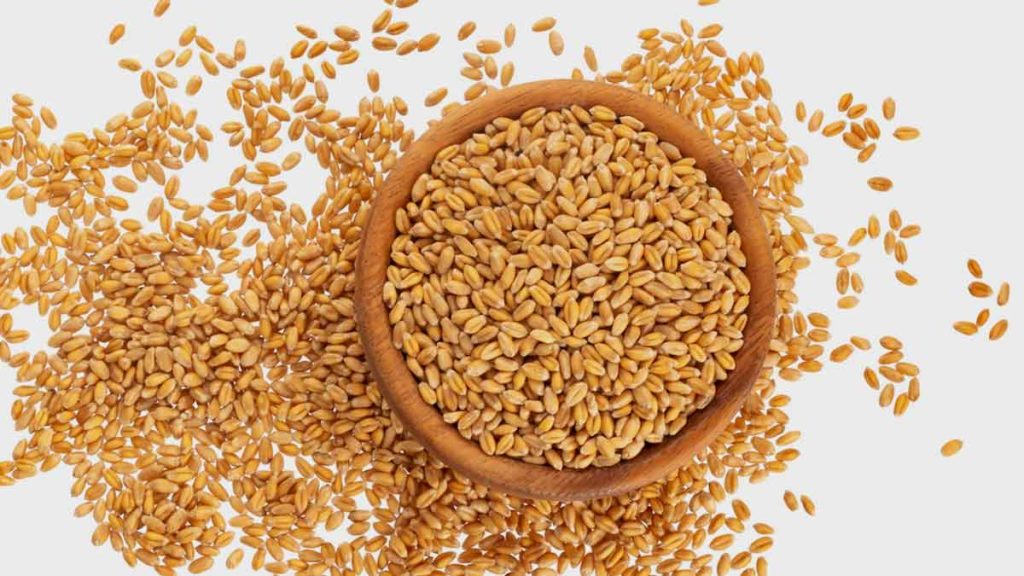 Wheat Side Effects: हेल्थ एक्सपर्ट ने गेहूं को सेहत के लिए क्यों खतरनाक मानते हैं? जानिए जवाब Wheat Side Effects: हेल्थ एक्सपर्ट ने गेहूं को सेहत के लिए क्यों खतरनाक मानते हैं? जानिए जवाब