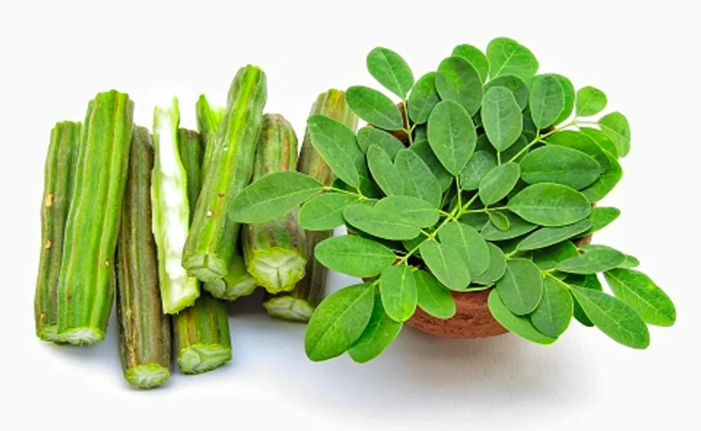 Benefits of Moringa Leaf: सहजन की पत्तियां इन बीमारियों को दूर करती हैं, जानिए कैसे खाना चाहिए Benefits of Moringa Leaf: सहजन की पत्तियां इन बीमारियों को दूर करती हैं, जानिए कैसे खाना चाहिए