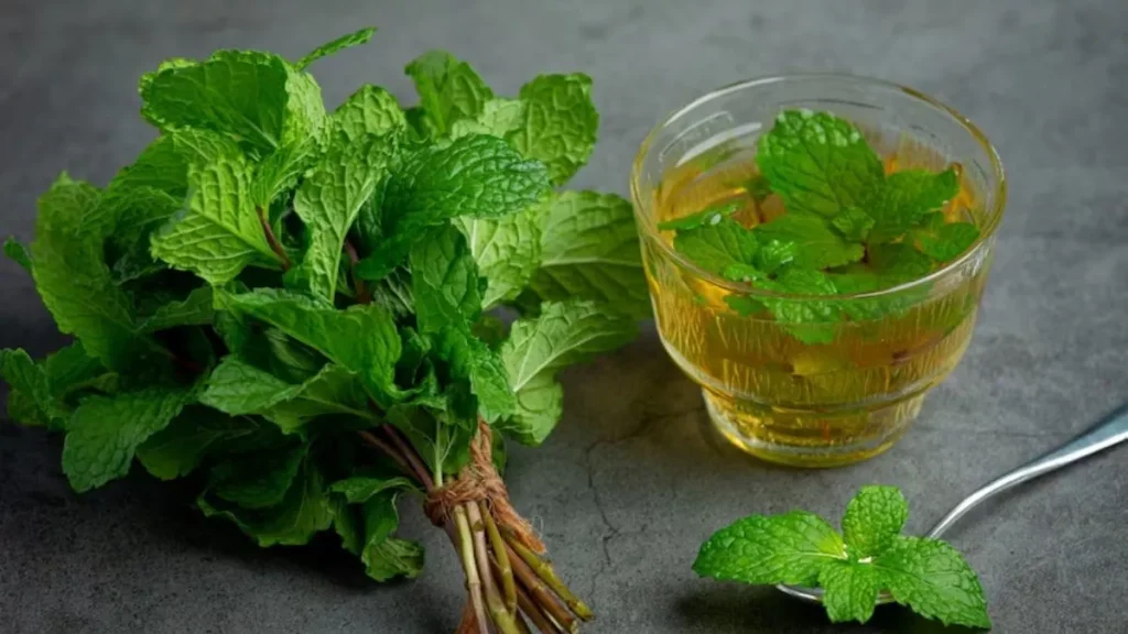 Mint Benefits in Summer: पुदीना गर्मियों में बहुत फायदेमंद है; यह सिर्फ डिहाइड्रेशन में नहीं, बल्कि इन बीमारियों में भी प्रभावी है
