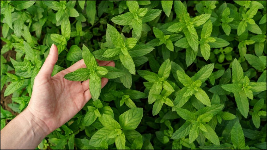 Mint Useful in Changing Weather: यदि आप एसिडिटी या सिरदर्द से पीड़ित हैं तो पुदीना बदलते मौसम में इस्तेमाल करें