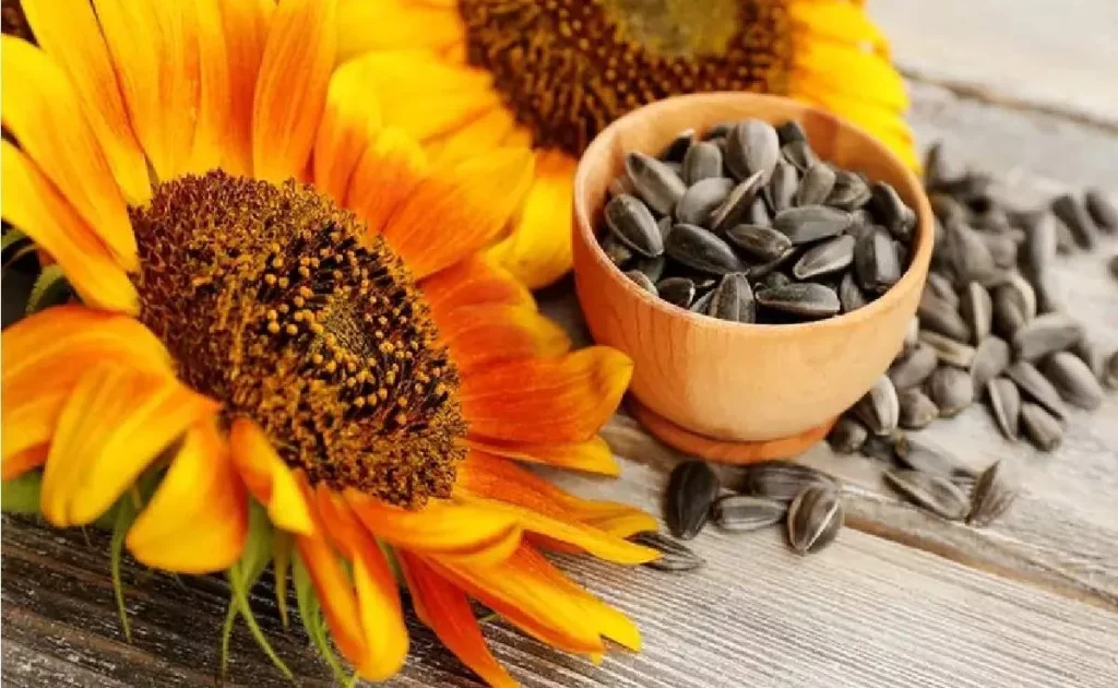 Sunflower Seeds: गुणों से भरपूर इस फूल के सीड्स दिल और दिमाग के लिए बहुत अच्छे Sunflower Seeds: गुणों से भरपूर इस फूल के सीड्स दिल और दिमाग के लिए बहुत अच्छे