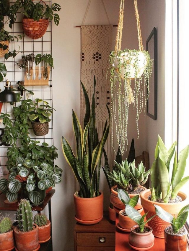 इन पौधों को घर में लगाने से आर्थिक समस्याएं दूर हो जाएंगी