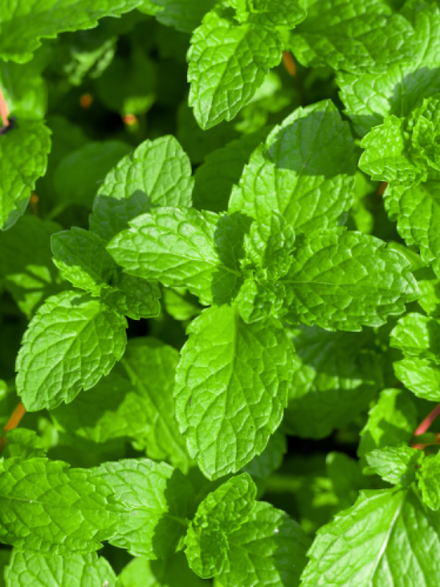 पुदीने के कुछ खास स्वास्थ्य लाभ जाने