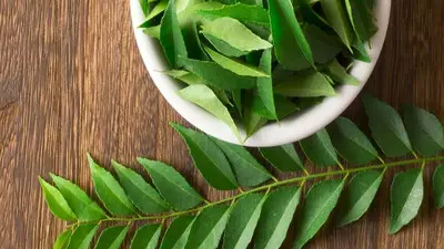 Cholesterol Control Tips: इस पत्ते को कैसे खाने से कोलेस्ट्रॉल को नियंत्रित करें? जानिए जानिए Cholesterol Control Tips: इस पत्ते को कैसे खाने से कोलेस्ट्रॉल को नियंत्रित करें? जानिए जानिए