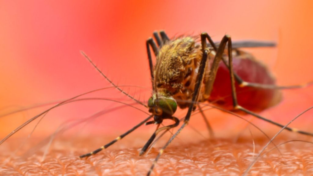 National Dengue Day: डेंगू से बचने के लिए इन आसान उपायों को अपनाएं, मच्छर कांटने से घबराएं नहीं