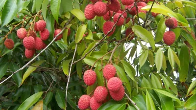 Lychee Benefits in Summer: गर्मियों में लीची खाने के फायदे: जानें कैसे यह रसीला फल रखता है शरीर को हाइड्रेटेड और सेहतमंद Lychee Benefits in Summer: गर्मियों में लीची खाने के फायदे: जानें कैसे यह रसीला फल रखता है शरीर को हाइड्रेटेड और सेहतमंद