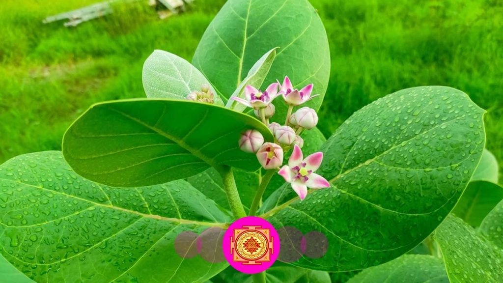 Vastu Tips: घर में आक का पौधा लगाना चाहिए या नहीं? ये शिव पूजा का प्रतीक या घर के लिए खतरा? धार्मिक मान्यता और वास्तु की सच्चाई पढ़ें