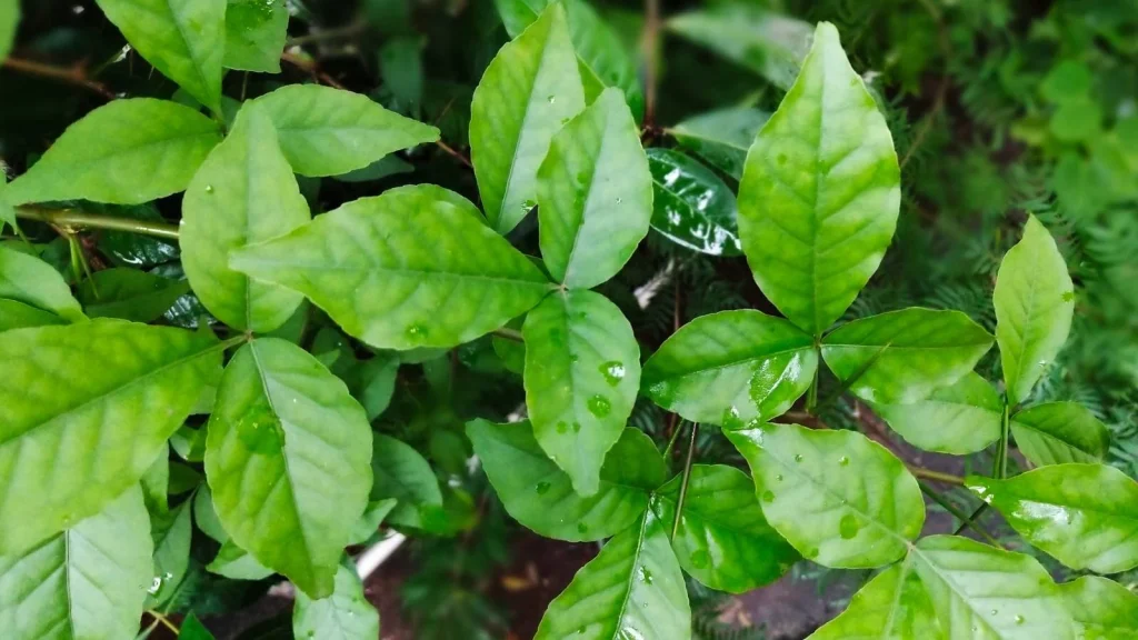 Medical Benefits of Beal Leaf: बेल का पत्ता, दिल, शुगर और कैंसर तक में है असरदार, नई रिसर्च में मिले जबरदस्त फायदे