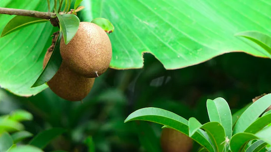 Chikoo Benefits: सेहत का मीठा राज – हड्डियों को मजबूत बनाएं और कमजोरी को कहें अलविदा Chikoo Benefits: सेहत का मीठा राज – हड्डियों को मजबूत बनाएं और कमजोरी को कहें अलविदा