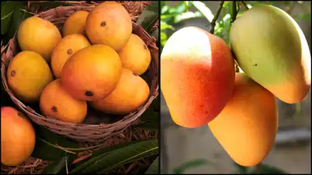 Mango Side Effects: आम के सेवन में सावधानी जरूरी, कार्बाइड से पका आम हो सकता है सेहत के लिए खतरनाक Mango Side Effects: आम के सेवन में सावधानी जरूरी, कार्बाइड से पका आम हो सकता है सेहत के लिए खतरनाक