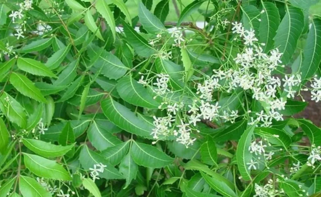 Neem Ke Fayde: नीम की पत्तियां खाने के फायदे, सुबह खाली पेट चबाने से मिलते हैं ये जबरदस्त लाभ