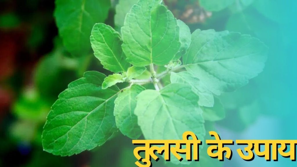 Tulsi Upay: तुलसी के 7 जबरदस्त उपाय जो बदल देंगे आपकी किस्मत! झगड़े खत्म, नौकरी और पैसा बढ़ेगा