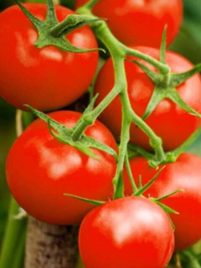 पथरी के मरीजों के लिए 10 जरूरी बातें