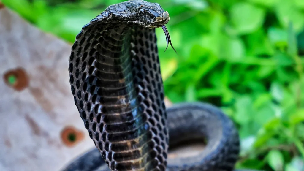 नाग पंचमी 2025: जानिए तिथि, पूजा विधि और धार्मिक महत्व, क्यों चढ़ाया जाता है नाग देवता को दूध?