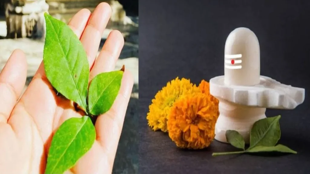 बिल्व पत्र का महत्व: सावन में क्यों चढ़ाएं शिवलिंग पर बिल्व पत्र? जानें इसका आध्यात्मिक और धार्मिक महत्व