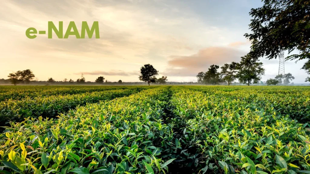 हरियाणा में किसानों के लिए नई पहल, ई-नाम से जुड़ी 108 मंडियां, पिंजौर में आधुनिक फल-सब्जी मंडी शुरू हरियाणा में किसानों के लिए नई पहल, ई-नाम से जुड़ी 108 मंडियां, पिंजौर में आधुनिक फल-सब्जी मंडी शुरू