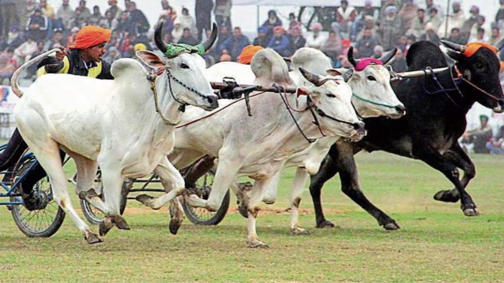 किला रायपुर ग्रामीण ओलंपिक्स 2026 का भव्य आगाज़, 12 साल बाद लौटी बैलगाड़ी रेस ने लूटी महफिल