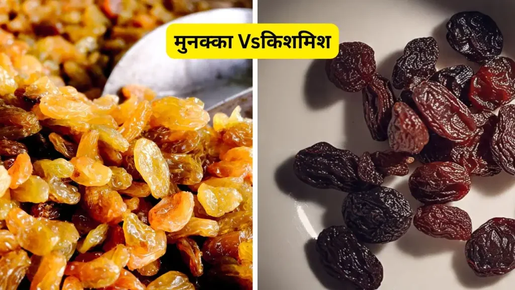किशमिश vs मुनक्का: गर्मियों में कौन है ज्यादा फायदेमंद? एक्सपर्ट से जानिए सही विकल्प