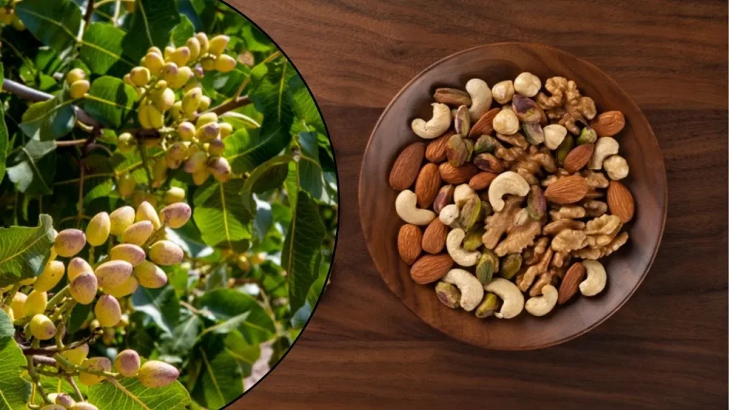 पेड़ों पर कैसे उगते हैं नट्स? बादाम से पिस्ता तक जानिए असली रूप