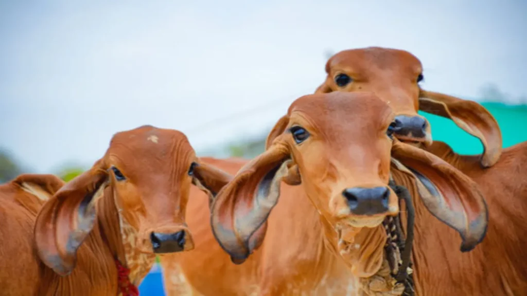 हरियाणा में बेसहारा गौवंश के लिए बड़ा कदम: गौ अभ्यारण, अनुदान और पशु चिकित्सालयों का विस्तार