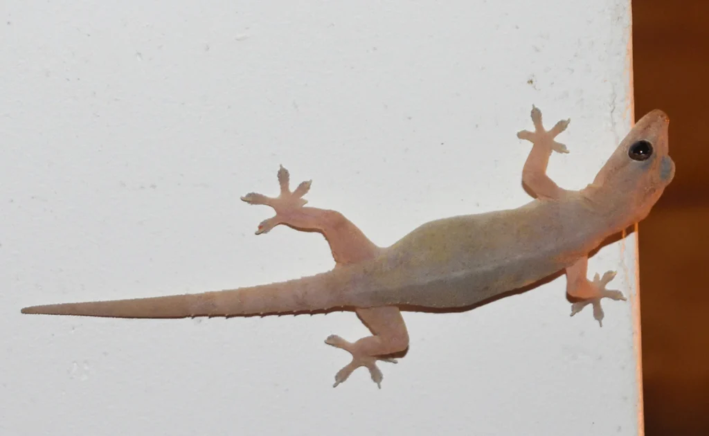 Home Remedies For Lizards: घर में बार-बार आती है छिपकली? बिना मारे ऐसे करें दूर, अपनाएं आसान घरेलू उपाय