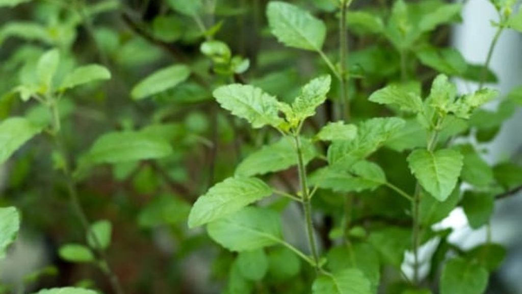 Tulsi Plant Vastu Tips: तुलसी के पौधे के पास भूलकर भी न रखें ये 5 चीजें, वास्तु के अनुसार घर की सकारात्मकता हो सकती है प्रभावित Tulsi Plant Vastu Tips: तुलसी के पौधे के पास भूलकर भी न रखें ये 5 चीजें, वास्तु के अनुसार घर की सकारात्मकता हो सकती है प्रभावित