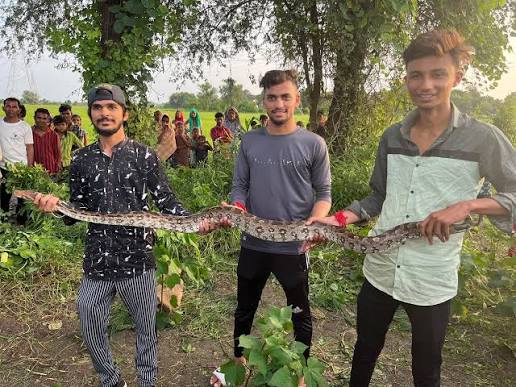 कोटा में दीवार के पास मिला 12 फीट लंबा अजगर, 40 किलो के सांप को देखने उमड़ी भीड़ कोटा में दीवार के पास मिला 12 फीट लंबा अजगर, 40 किलो के सांप को देखने उमड़ी भीड़
