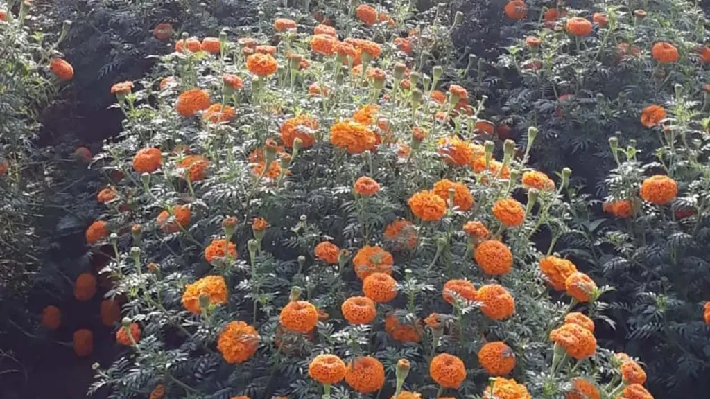 दतिया की महिला किसान का कमाल! गेंदे की खेती से हर महीने कमा रहीं ₹15 हजार, अब खोलना चाहती हैं फूलों की दुकान