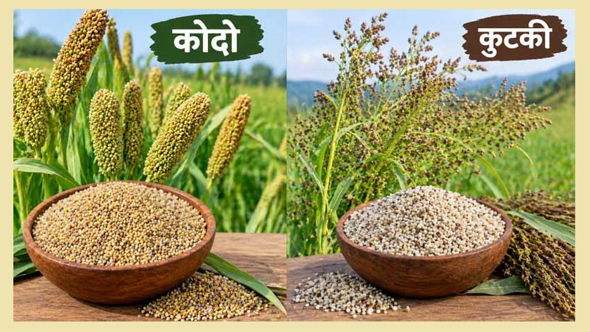 मंडला में कोदो-कुटकी बेचने के लिए किसान कराएं पंजीयन, 6 अक्टूबर से शुरू प्रक्रिया, जानें समर्थन मूल्य मंडला में कोदो-कुटकी बेचने के लिए किसान कराएं पंजीयन, 6 अक्टूबर से शुरू प्रक्रिया, जानें समर्थन मूल्य