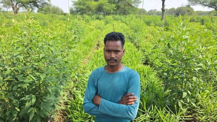 अरहर की खेती: छत्तीसगढ़ के किसान का अनोखा प्रयोग! डेढ़ एकड़ में उगाई अदरक, मेड़ों पर अरहर लगाकर बढ़ाएंगे कमाई के मौके अरहर की खेती: छत्तीसगढ़ के किसान का अनोखा प्रयोग! डेढ़ एकड़ में उगाई अदरक, मेड़ों पर अरहर लगाकर बढ़ाएंगे कमाई के मौके