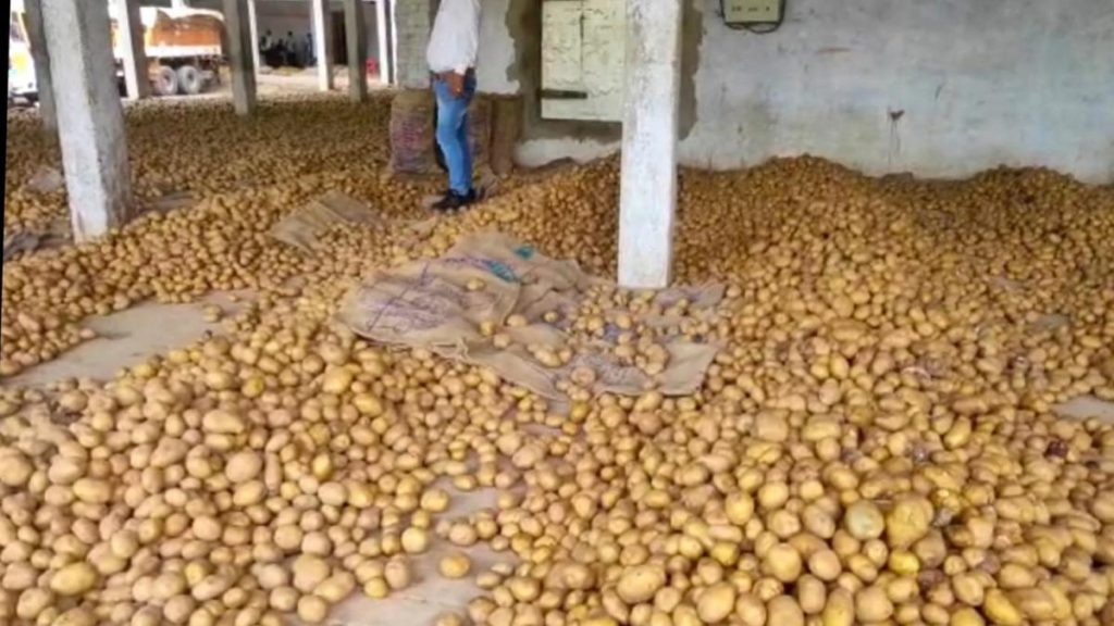 आलू का कोल्ड स्टोर खोलने में कितना खर्च आएगा? जानें लागत, जरूरी लाइसेंस और कमाई की पूरी जानकारी