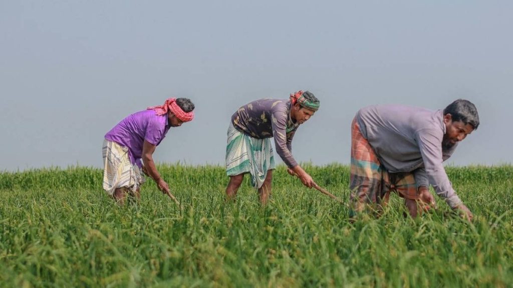 कम बारिश में किसानों को बड़ा सुझाव, पानी की उपलब्धता के हिसाब से करें फसल का चयन