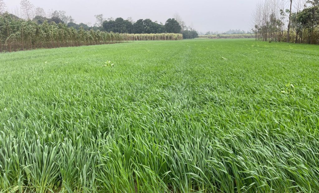 अल्मोड़ा के वैज्ञानिकों की रागी किस्म VL मंडुआ 400 का कमाल, कर्नाटक में बढ़ी किसानों की रुचि