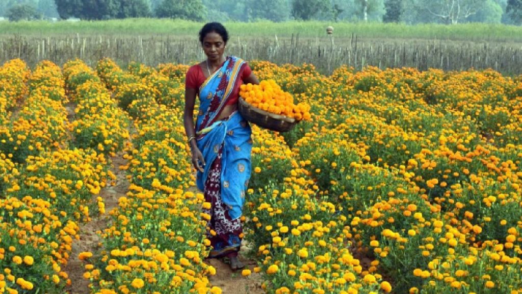 किसानों की मौज! पिकअप वाहन खरीदने पर मिलेगी ₹3.25 लाख तक सब्सिडी, गेंदा की खेती पर भी अनुदान किसानों की मौज! पिकअप वाहन खरीदने पर मिलेगी ₹3.25 लाख तक सब्सिडी, गेंदा की खेती पर भी अनुदान