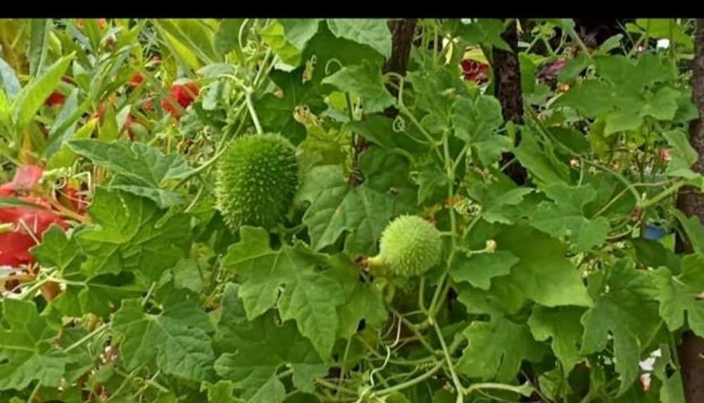 खेख्सा की खेती से किसान कमा सकते हैं अच्छा मुनाफा, जानें उन्नत किस्में, बुवाई और खाद का सही तरीका खेख्सा की खेती से किसान कमा सकते हैं अच्छा मुनाफा, जानें उन्नत किस्में, बुवाई और खाद का सही तरीका