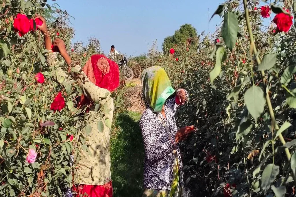 गुलाब की खेती से किसान गजराज सिंह कुशवाह की बदली किस्मत, हर हेक्टेयर से कमा रहे 5 लाख रुपये से ज्यादा
