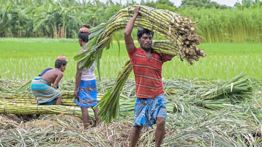 छत्तीसगढ़ में गन्ना किसानों को बड़ा तोहफा, गन्ना बोनस दर बढ़ने से 31 हजार किसानों को मिलेंगे 51 करोड़ रुपये छत्तीसगढ़ में गन्ना किसानों को बड़ा तोहफा, गन्ना बोनस दर बढ़ने से 31 हजार किसानों को मिलेंगे 51 करोड़ रुपये