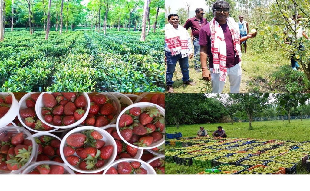 जशपुर में आदिवासी किसानों की बदली किस्मत, सेब की खेती से खुल रहे कमाई के नए रास्ते जशपुर में आदिवासी किसानों की बदली किस्मत, सेब की खेती से खुल रहे कमाई के नए रास्ते