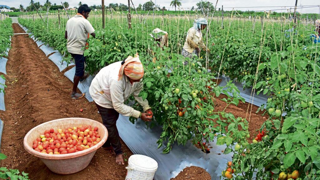 BA के बाद नौकरी नहीं मिली तो टमाटर की खेती में आजमाई किस्मत, 3 एकड़ में टमाटर उगाकर 5 लाख रुपये कमाने की उम्मीद BA के बाद नौकरी नहीं मिली तो टमाटर की खेती में आजमाई किस्मत, 3 एकड़ में टमाटर उगाकर 5 लाख रुपये कमाने की उम्मीद